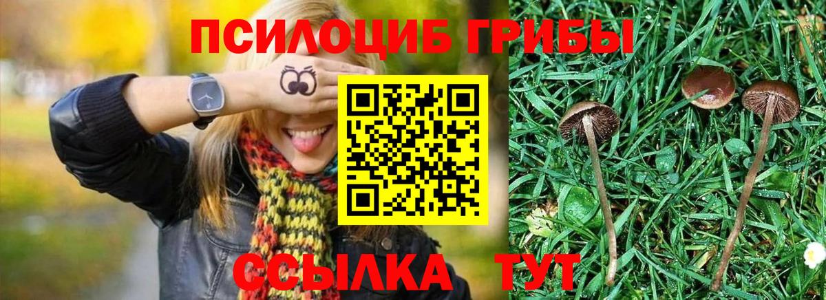 Псилоцибиновые грибы Psilocybe Крымск